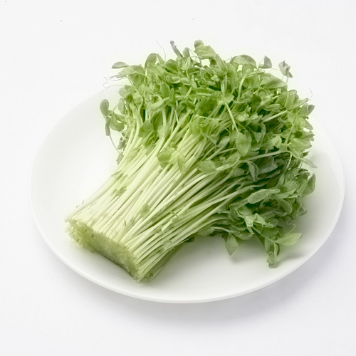 翡翠豆苗